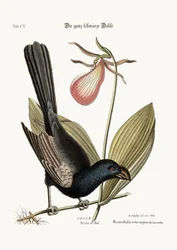 The Razor-billed Black-bird of Jamaica